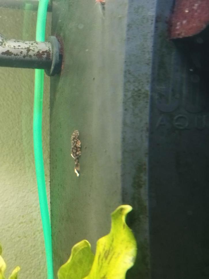 Algeneters L519, formaat +/-2cm/2,5cm, Dieren en Toebehoren, Vissen | Aquaria en Toebehoren, Ophalen