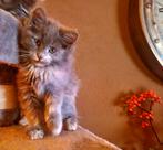 Main-coon kitten, Gechipt, Poes