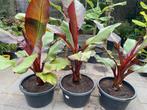 Maurelli bananenplant, Ophalen, Zomer, Overige soorten, Volle zon