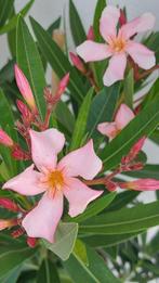 Nerium oleander Caro licht roze, Ophalen of Verzenden, Zomer, Overige soorten, Volle zon