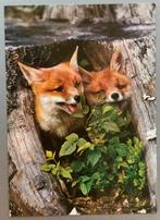 Vossen, Ophalen of Verzenden, Ongelopen