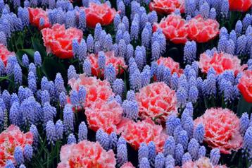 Bio zaden Blauwe druifje - Muscari botryoides  beschikbaar voor biedingen