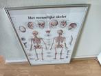 medische poster in lijst, Het menselijke skelet., Natuur en Biologie, Ophalen of Verzenden