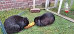 2 leuke konijnen, Dieren en Toebehoren, Ophalen of Verzenden