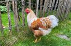 Wyandotte kriel haan, Dieren en Toebehoren, Pluimvee, Mannelijk, Kip