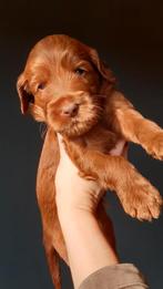 Pups Australian Cobberdog, Dieren en Toebehoren, CDV (hondenziekte), Meerdere, 8 tot 15 weken, Meerdere dieren
