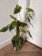 Syngonium Mojito Mottled P21, Huis en Inrichting, Kamerplanten, Ophalen, Overige soorten, Minder dan 100 cm