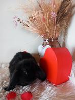 Franse hangoor ram, Dieren en Toebehoren, Konijnen, Mannelijk, Groot, Hangoor, 0 tot 2 jaar