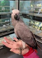 Tamme of jonge vogels gezocht., Meerdere dieren, Parkiet, Tam