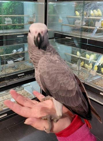 Tamme of jonge vogels gezocht.  beschikbaar voor biedingen