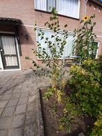 Jonge Berk Boom - 175 cm, Overige soorten, Lente, 100 tot 250 cm, Ophalen