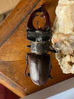Vliegendhert vliegend hert hertkever hert kever taxidermie, Verzamelen, Dierenverzamelingen, Ophalen of Verzenden, Hert