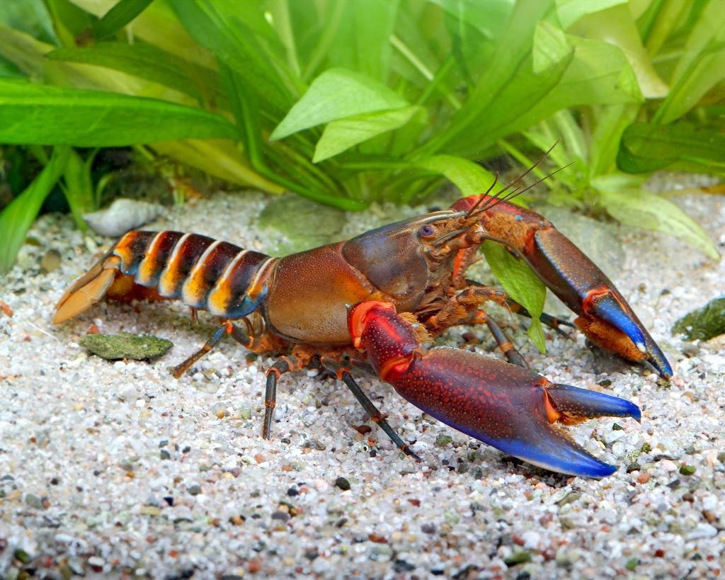 CHERAX PECKNYI BLUE CLAW, Dieren en Toebehoren, Kreeft, Krab of Garnaal, Zoetwatervis