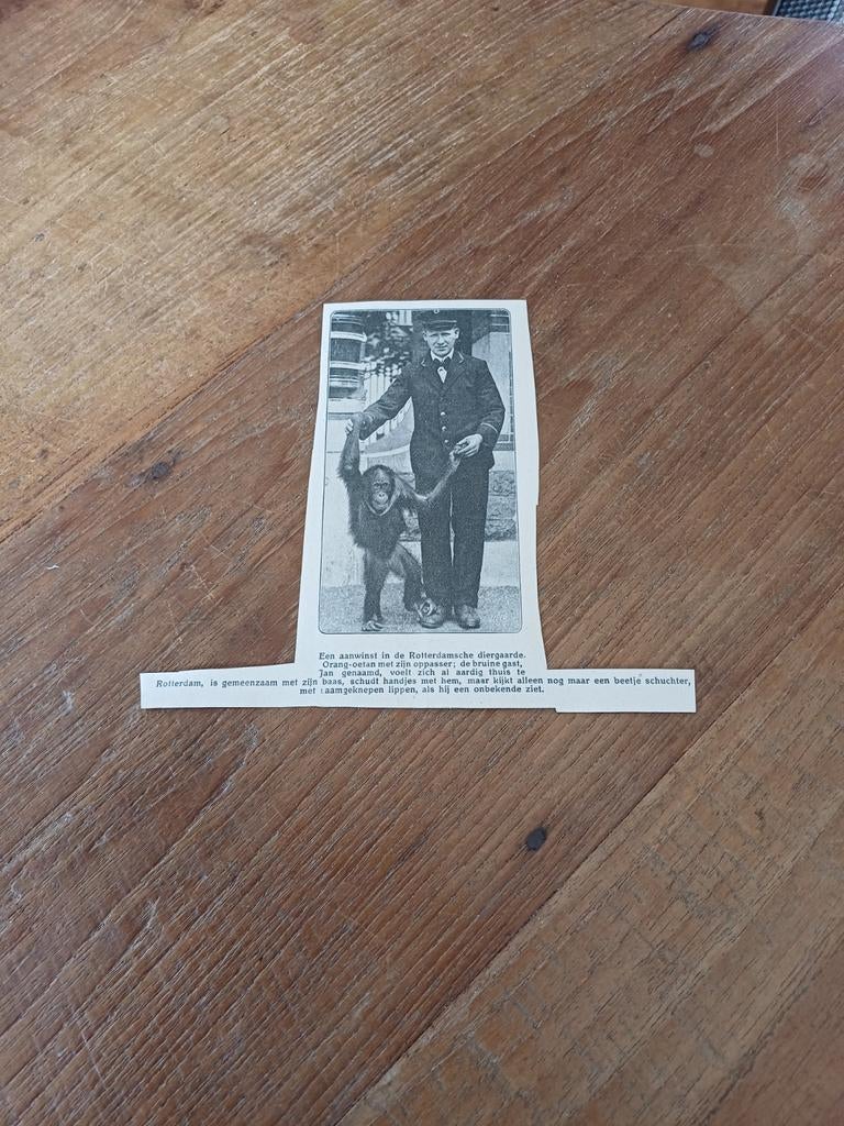 Knipsel orang oetan diergaarde Blijdorp Rotterdam 1923, Ophalen of Verzenden, Gebruikt