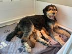 Bernedoodle x australian labradoodle pups, Dieren en Toebehoren, Honden | Niet-rashonden, Parvo, 8 tot 15 weken, Meerdere, Meerdere dieren
