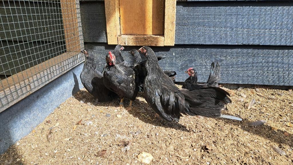 Mooie krielkippen, twee en drie maanden oud, Dieren en Toebehoren, Pluimvee, Meerdere dieren, Kip