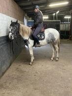 Knappe Pintomerrie, koopje voor ervaren persoon, Dieren en Toebehoren, Pony's, Merrie, Met stamboom, Zadelmak, 3 tot 6 jaar