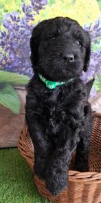 Stoere lieve labradoodle pupjes (labradoodle x  poedel), Parvo, Overige rassen, 8 tot 15 weken, Meerdere