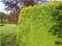 Groene haag hekwerk schutting: Thuja 2-2,25 meter € 19,95, Ophalen, Conifeer, 100 tot 250 cm