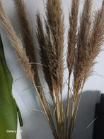 Pluimen, Ophalen of Verzenden, Nieuw