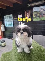 Te koop mooie speelse boomer pups, Parvo, Overige rassen, 8 tot 15 weken, Meerdere