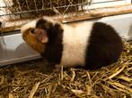 Cavia beertjes , US teddy cavia, Dieren en Toebehoren, Knaagdieren, Mannelijk, Tam, Maart, Cavia