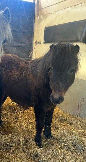 Shetland enter bruin uit appaloosa ouders., Dieren en Toebehoren, Pony's, Hengst, A pony (tot 1.17m), Gechipt, 0 tot 2 jaar