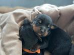 Rottweiler puppy’s, 8 tot 15 weken, Meerdere, Meerdere dieren, Rottweiler