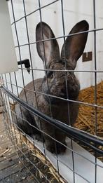 Vlaamse Reus Voedster, Dieren en Toebehoren, Konijnen, Vrouwelijk, Groot, 0 tot 2 jaar