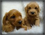 Labradoodle F4 Medium pups. Bekijk de foto's., Nederland, Parvo, Overige rassen, 8 tot 15 weken