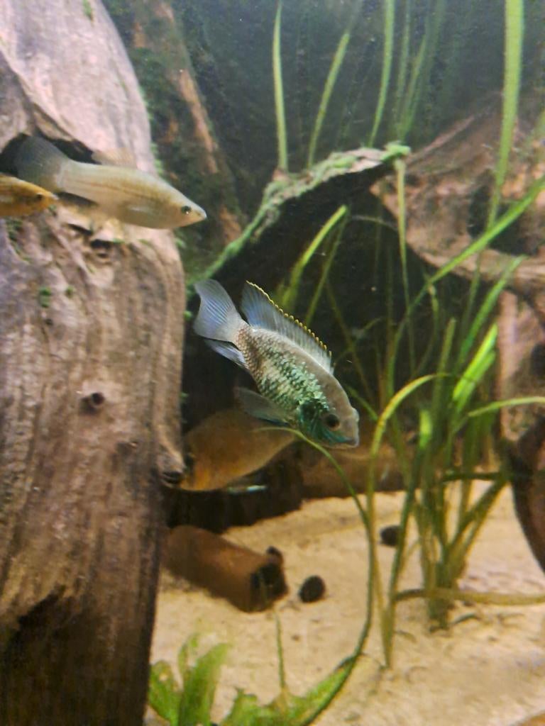 2x Electric Blue Acara's te koop voor weinig, Dieren en Toebehoren, Vissen | Aquariumvissen, Vis