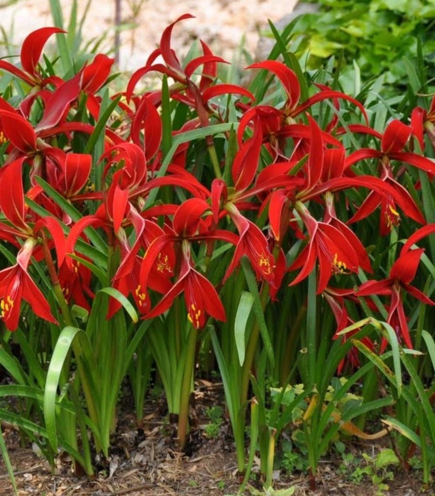 Sprekelia formosissima 1000+ Exclusieve Aztekenlelies, Ophalen, Voorjaar, Volle zon, Bloembol