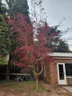 Japanse esdoorn, Bloeit niet, Halfschaduw, 100 tot 250 cm, Overige soorten