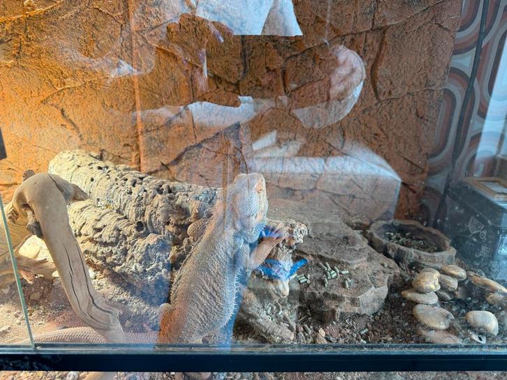 Lieve tamme Baardagaam Bearded Dragon - male for sale from Nicole