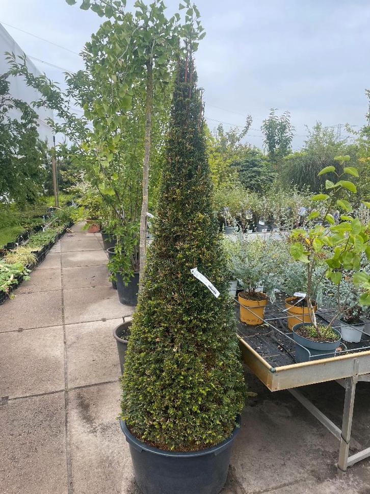 Taxus baccata, Tuin en Terras, Planten | Struiken en Hagen, Taxus, Minder dan 100 cm, Ophalen