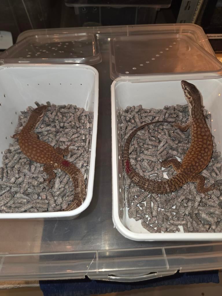 Varanus acanthurus red ackie cb 2025, Hagedis, 0 tot 2 jaar