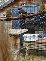 Diamantvink, Dieren en Toebehoren, Mannelijk