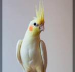 Gezocht: lutino valkparkiet, Dieren en Toebehoren, Vogels | Parkieten en Papegaaien, Vrouwelijk, Parkiet