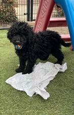 Prachtige Zwarte Labradoodle Pups Australian, Parvo, 8 tot 15 weken, Labrador retriever, Meerdere