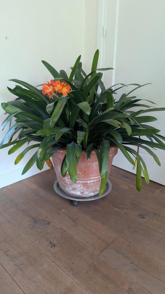 Grote clivia / bos lelie 100cm x100cm, Ophalen