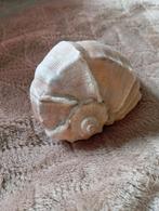 Grote decoratieve schelp - Natuurlijke schoonheid, Ophalen of Verzenden, Gebruikt