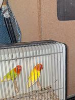 Ficherie broedrijp stel opalines, Dieren en Toebehoren, Meerdere dieren, Dwergpapegaai of Agapornis