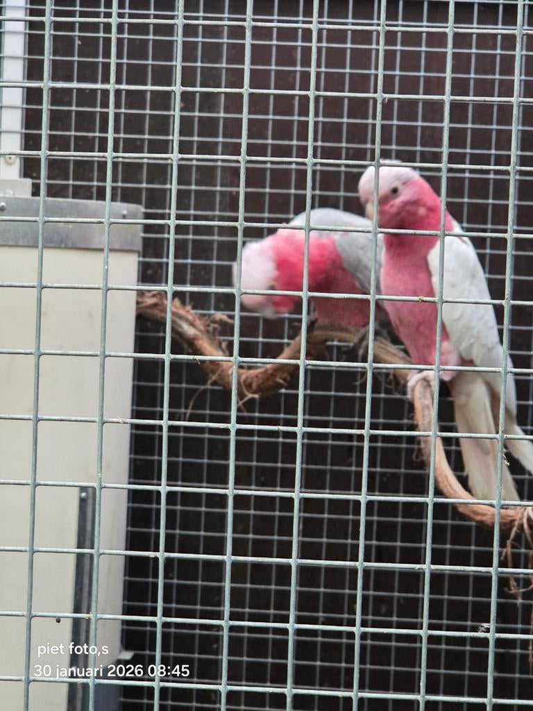 koppel rose's kaketoes 2024, Meerdere dieren, Papegaai
