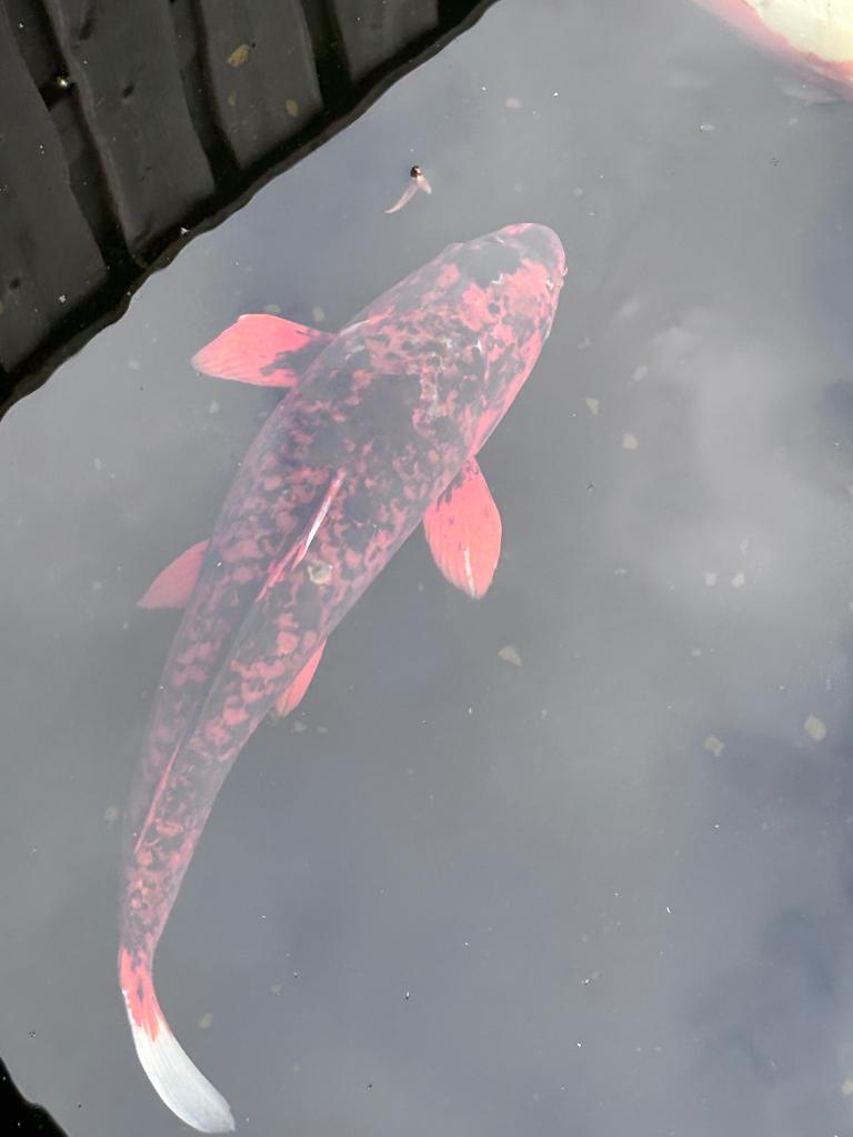Oranje/zwarte koi, Karper of Koi