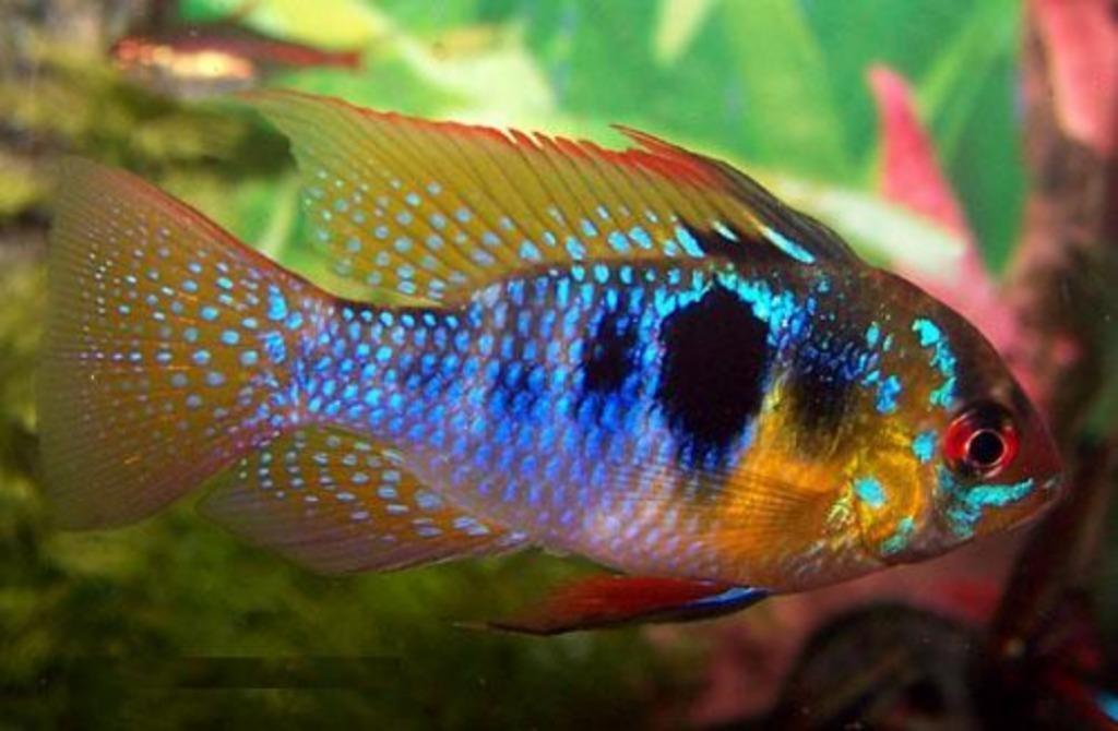 ook Dwergcichlides , kom kijken bij de grootste specialist, Dieren en Toebehoren, Vissen | Aquariumvissen, Vis