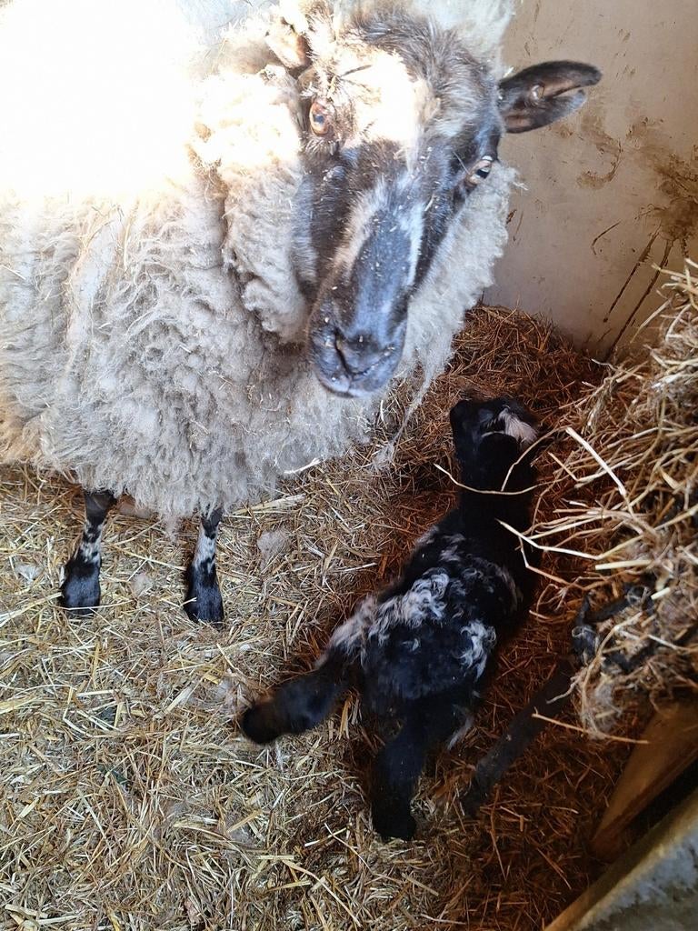 Ooi met ooi lammetje, Vrouwelijk, Schaap, 3 tot 5 jaar