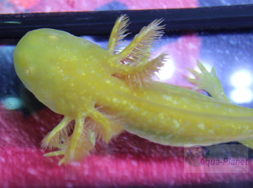 Axolotl - Golden Albino "Baby", Amfibie, Tam, 0 tot 2 jaar