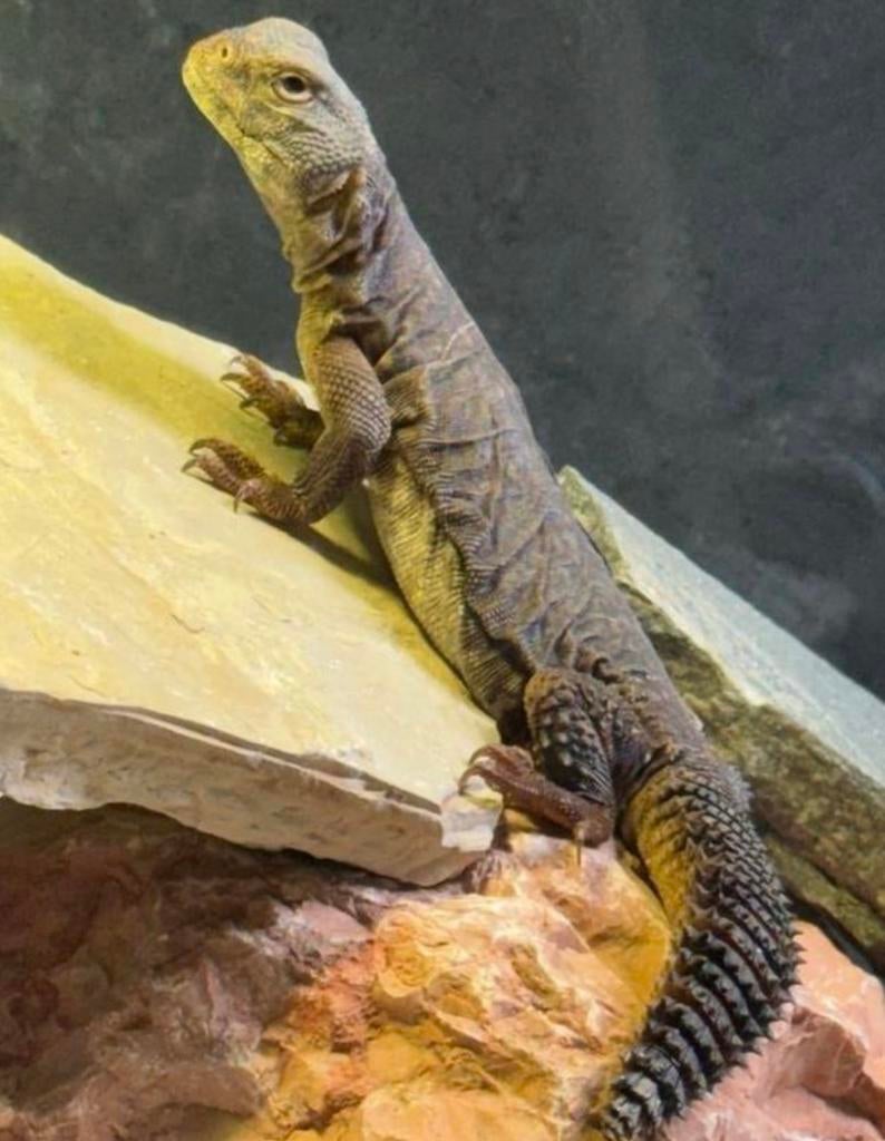 Uromastyx dispar flavifasciata 0.0.2, Dieren en Toebehoren, Hagedis, 0 tot 2 jaar