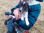 Lieve Jack russell/ boerenfox puppy's, Dieren en Toebehoren, Honden | Jack Russells en Terriërs, Jack Russell Terriër, 8 tot 15 weken