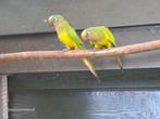 Kwk aratinga goudvoorhoofd aurea, Meerdere dieren, Parkiet, Geringd